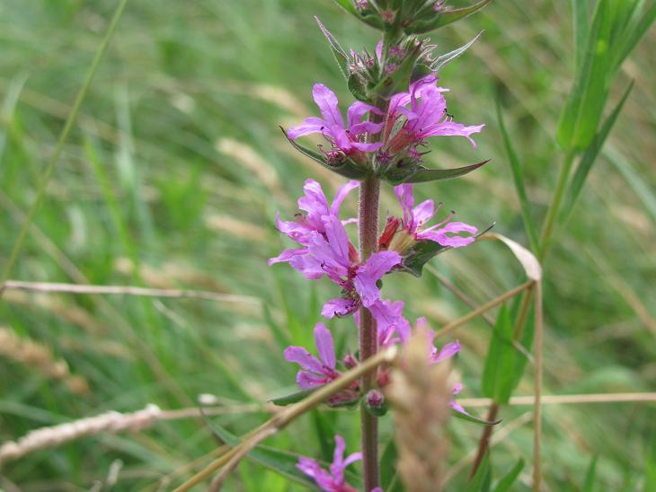 Lythrum salicaria